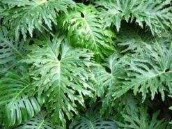 Philodendron Selloum Roystonii