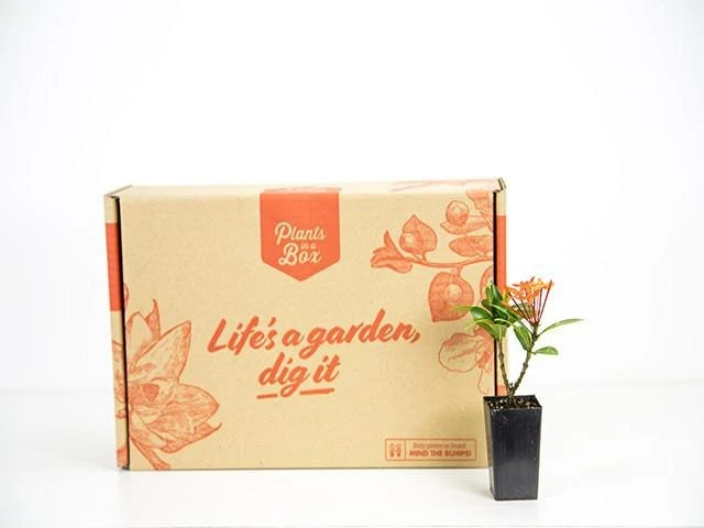 Ixora Sunkist Orange - Image 2