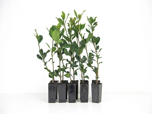 Rhaphiolepis Springtime - Image 3