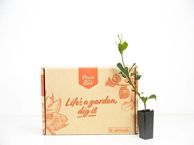 Rhaphiolepis Springtime - Image 5