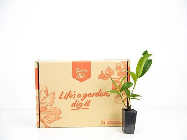 Ixora Red Malay - Image 3