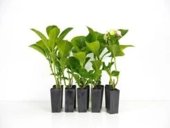 Hydrangea Alpen Gluth