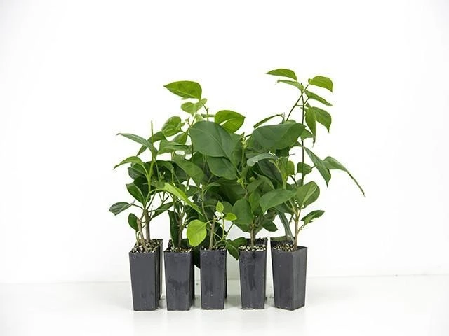 Bougainvillea California Gold - Image 2