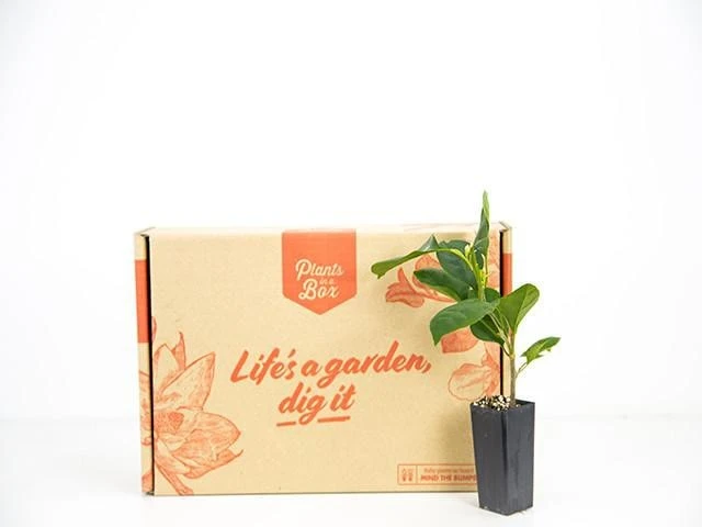 Bougainvillea California Gold - Image 3