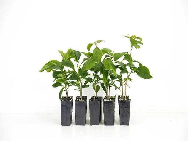 Bougainvillea Pink Donya - Image 2