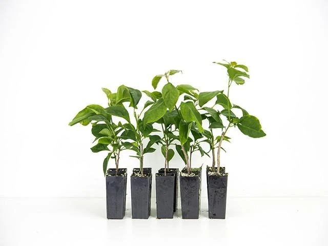 Bougainvillea Chitra - Image 2