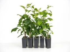 Bougainvillea Pink Robe