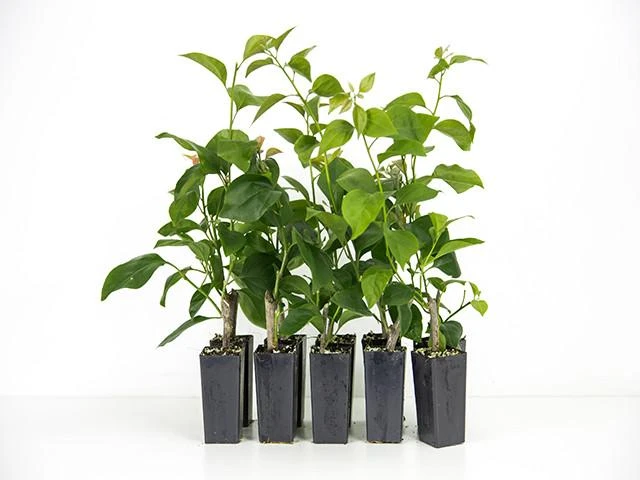 Bougainvillea Elizabeth - Image 2