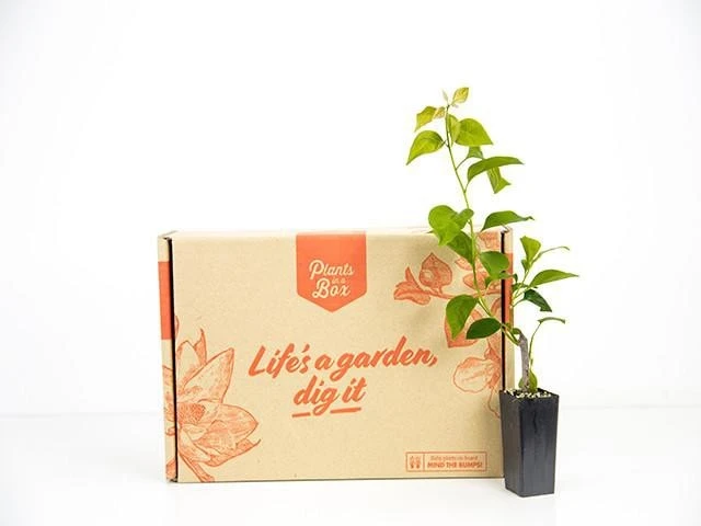 Bougainvillea Scarlet Glory - Image 3