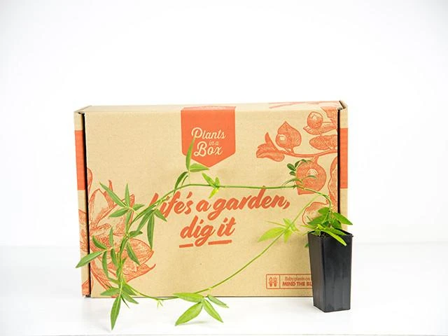 Rosa Banksiae Alba - Image 3