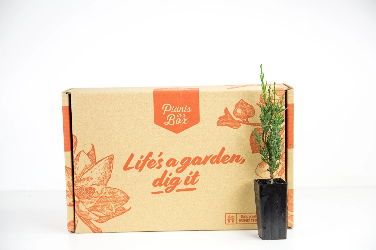 Cupressus Sempervirens 'Nitschke’s Needle' - Image 4