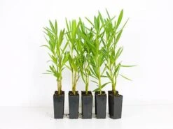 Nerium Oleander "Madonna"