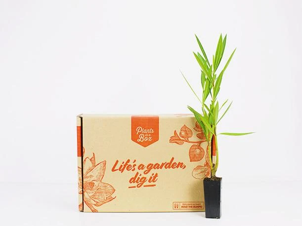 Nerium Oleander "Madonna" - Image 4