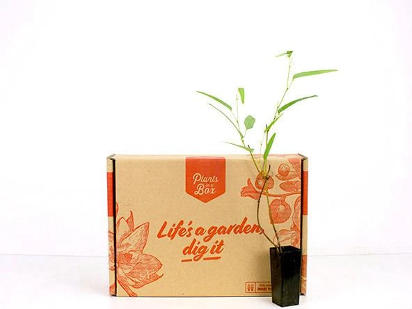 Hardenbergia Violacea - Image 5