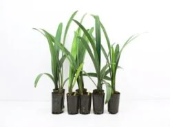 Clivia Miniata Cream