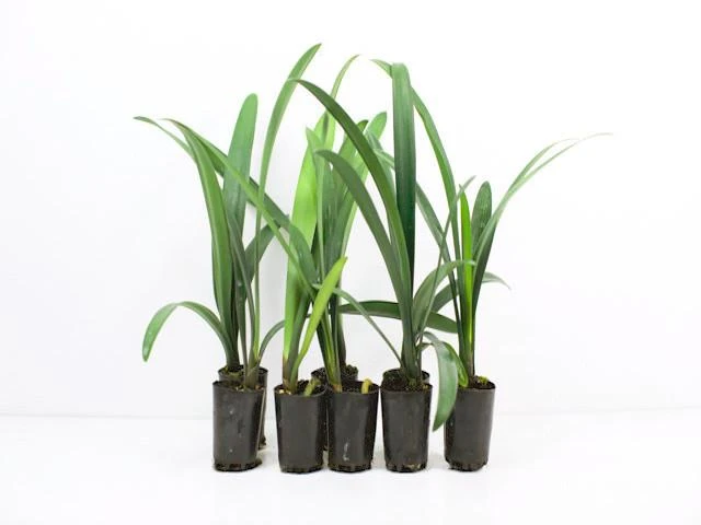 Clivia Miniata Cream