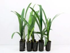 Clivia Miniata Peach