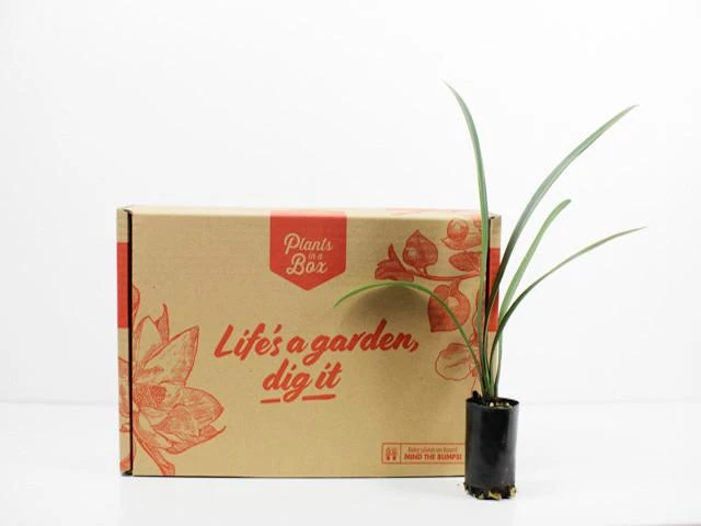 Clivia Miniata Cream - Image 4