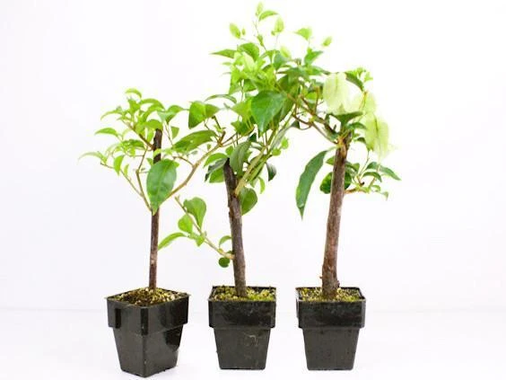 Bougainvillea Smartie Pants - 85mm - Image 3