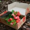 Assorted Box Of Bougainvillea