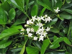 Native Gardenia Atractocarpus Fitzalanii