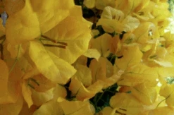 Bougainvillea Saffron