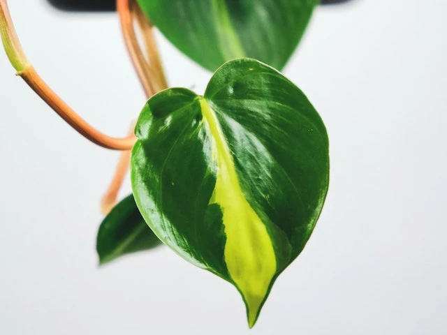 Philodendron Brasil - Image 2