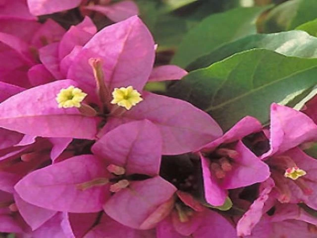 Bougainvillea Singapore Pink - Image 4