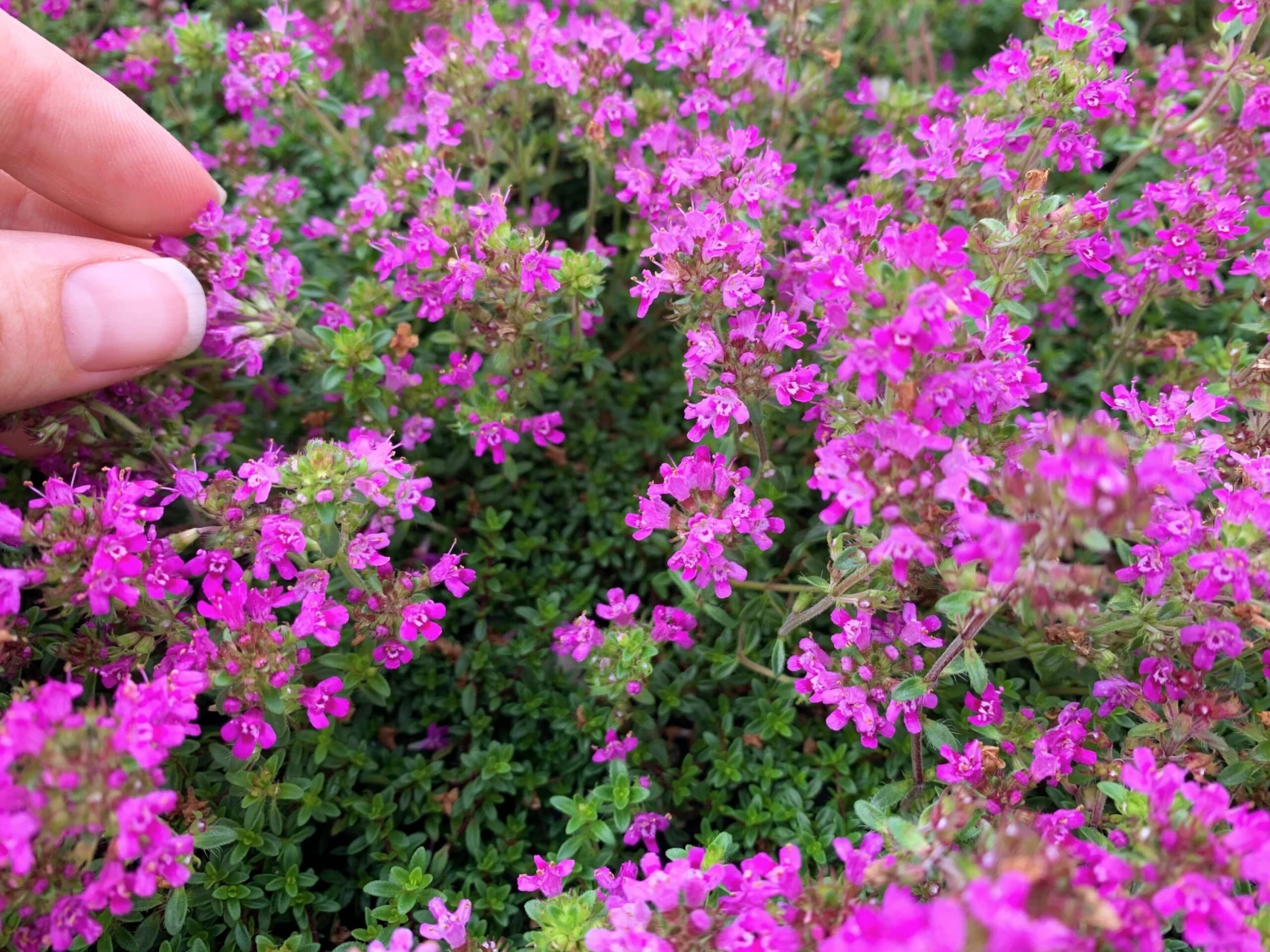 Creeping Thyme -Thymus Praecox - Image 2