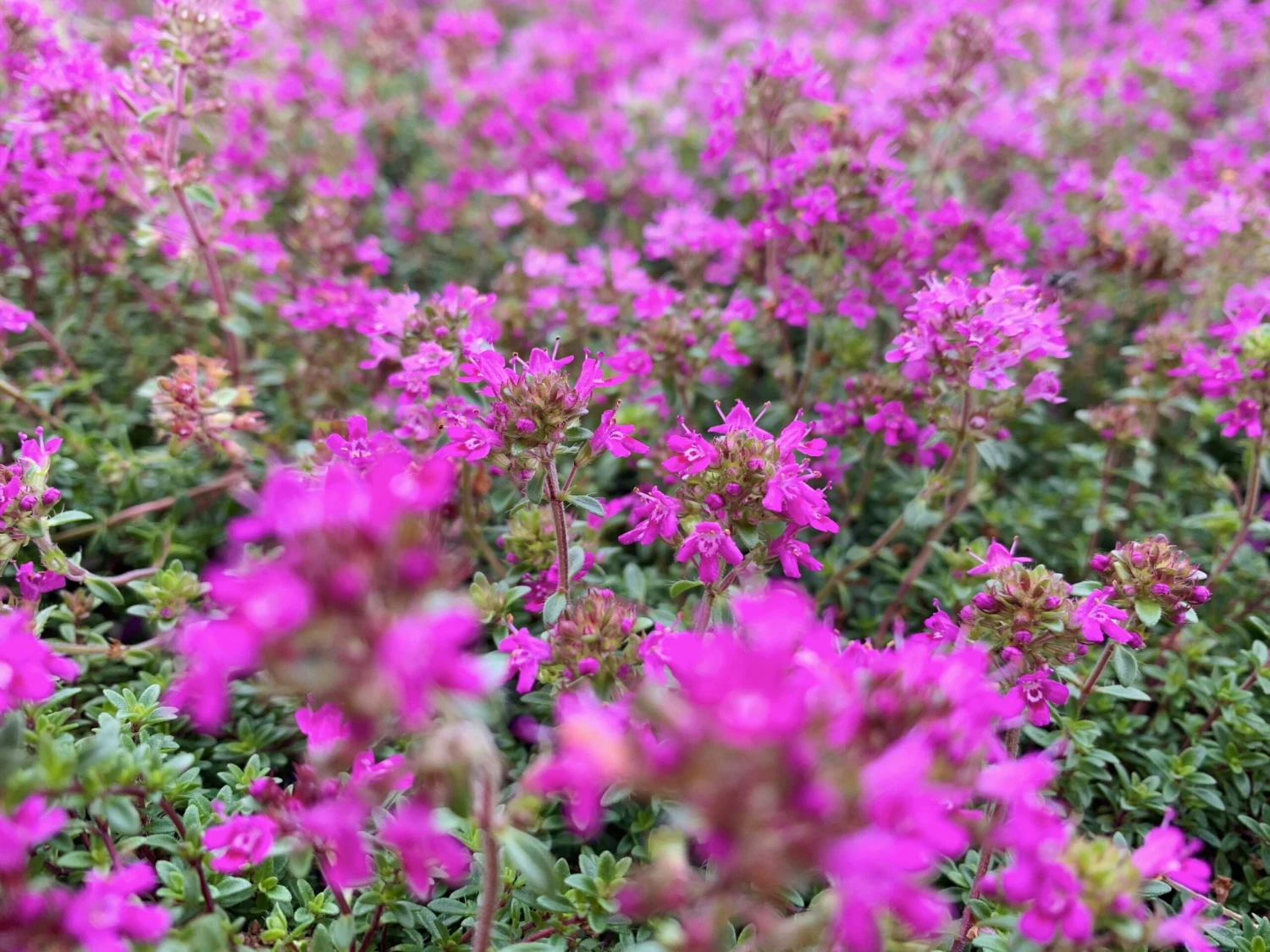 Creeping Thyme -Thymus Praecox - Image 4