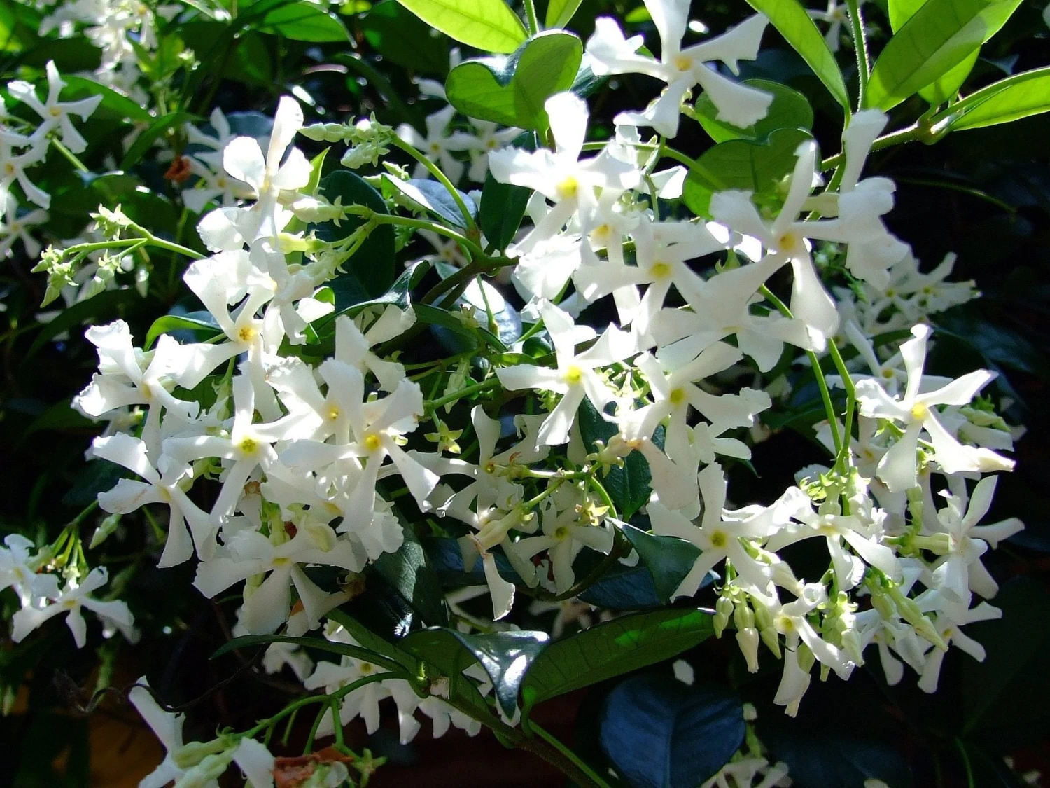 Star Jasmine Hedging Or Ground Cover Pack - Image 9