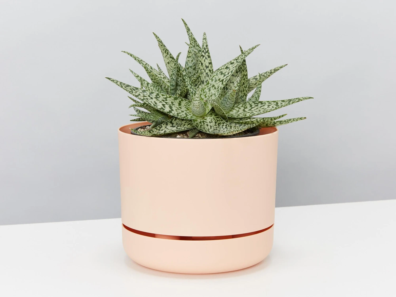 Aloe White Beauty - Pot + Plant