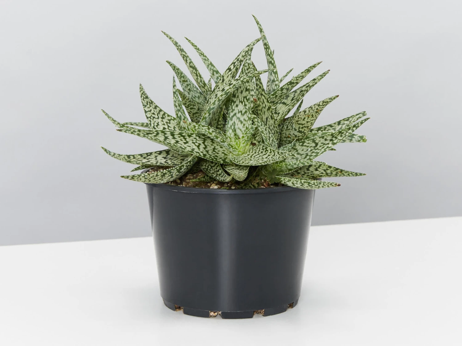 Aloe White Beauty - Pot + Plant - Image 2