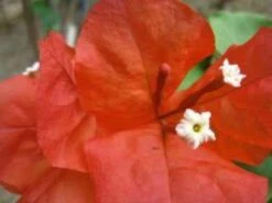 Bougainvillea Starfire