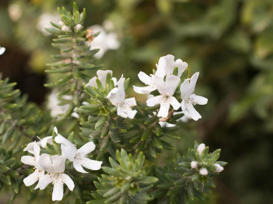 Westringia Fruticosa - Image 2