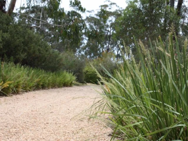 Lomandra Longifolia Mat Rush - Image 4