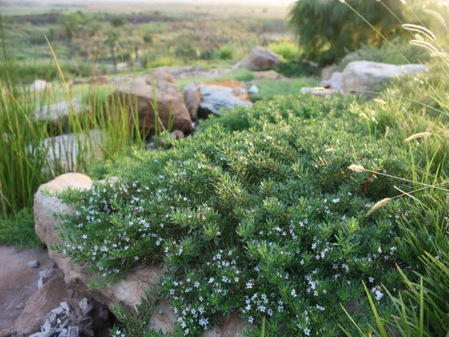 Myoporum Parvifolium Yareena Creeping Boobialla Groundcover Pack - Image 2
