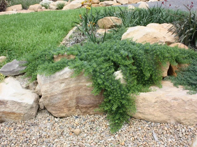 Myoporum Parvifolium Yareena Creeping Boobialla Groundcover Pack - Image 4